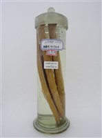 藏品(楊氏黏盲鰻)的圖片